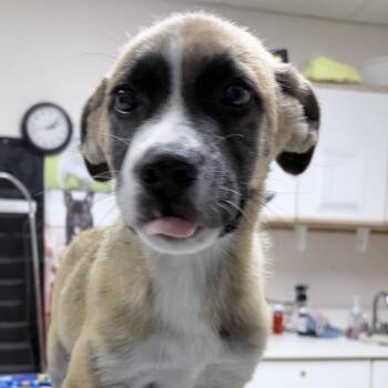 Raptor -  Husky and American Bulldog Dog for Adoption in Tyler, Texas - Raptor | PetCurious
