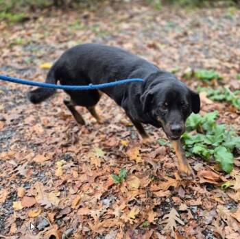 Zero -  Mixed Breed Dog for Adoption in Pottsville, Pennsylvania - Zero | PetCurious