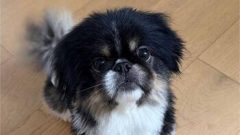 Tokyo -  Pekingese Dog for Adoption in Powder Springs, Georgia - Tokyo | PetCurious
