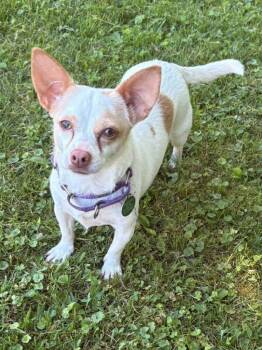 Winnie -  Chihuahua Dog for Adoption in Taghkanic, New York - Winnie | PetCurious