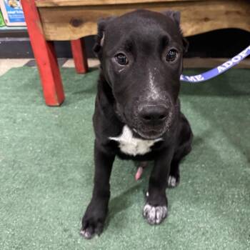 Mixed Breed Dogs Available for Adoption - FWT Krenger | PetCurious