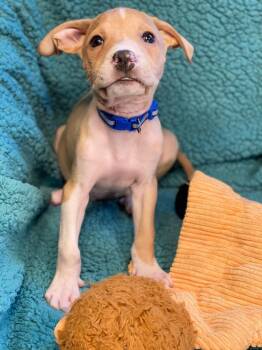 Peso -  Terrier and Mixed Breed Dog for Adoption in Urbandale, Iowa - Peso | PetCurious