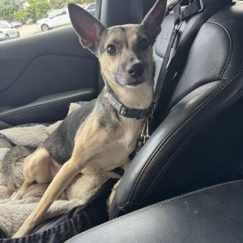 Lexi -  Rat Terrier and German Shepherd Dog Dog for Adoption in Lantana, Florida - Lexi | PetCurious