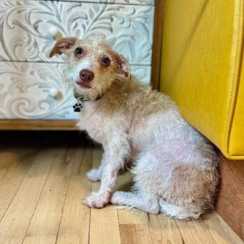 Oscar Mayer -  Chihuahua and Maltese Dog for Adoption in Friendswood, Texas - Oscar Mayer | PetCurious