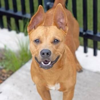 Zeus -  Mixed Breed Dog for Adoption in Wilsall, Montana - Zeus | PetCurious
