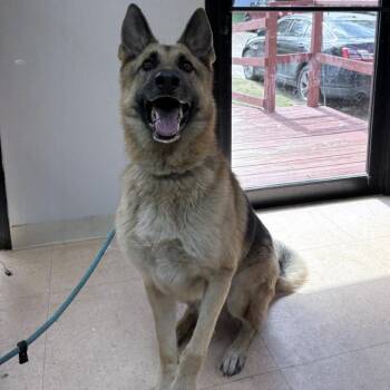 Outlaw -  German Shepherd Dog and Mixed Breed Dog for Adoption in Tyler, Texas - Outlaw | PetCurious
