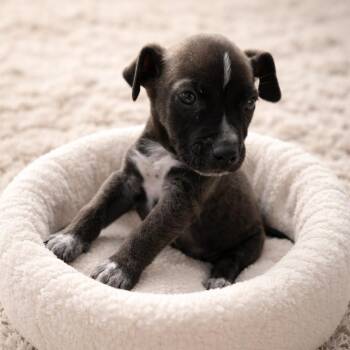 Pit Bull Terrier and Mixed Breed Dogs Available for Adoption - Simon | PetCurious