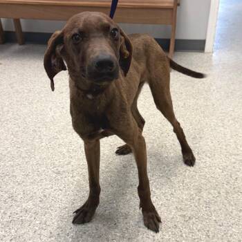 Hound Dogs Available for Adoption - Carlos | PetCurious