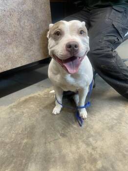 SKY -  American Staffordshire Terrier and Mixed Breed Dog for Adoption in Tallahassee, Florida - SKY | PetCurious