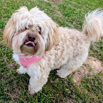 Maltese Dogs Available for Adoption - Cindy Lou Who | PetCurious