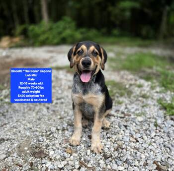 Biscotti "The Bone" Capone -  Labrador Retriever Dog for Adoption in Oviedo, Florida - Biscotti "The Bone" Capone | PetCurious