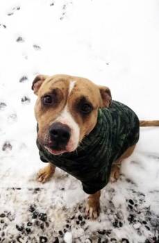 Mixed Breed Dogs Available for Adoption in Chamblee, Georgia - Pharaoh | PetCurious