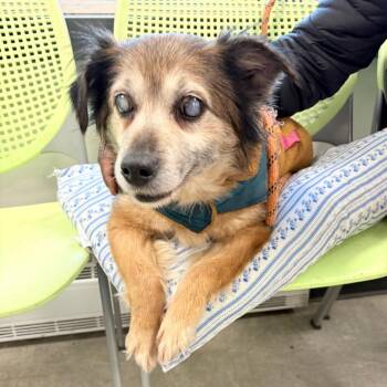 Mixed Breed Dogs Available for Adoption - Daisy Lynn | PetCurious