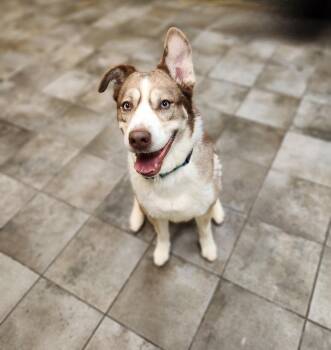 Rescue Husky Dogs for Adoption - Keira | PetCurious