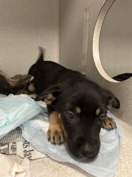 THING 1 -  Mixed Breed Dog for Adoption in Dallas, Texas - THING 1 | PetCurious