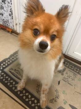 Mini Pom Pom -  Pomeranian Dog for Adoption in Manhattan Beach, California - Mini Pom Pom | PetCurious