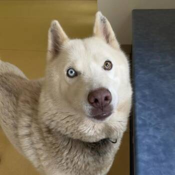 Snowball -  Husky Dog for Adoption in Lynchburg, Virginia - Snowball | PetCurious