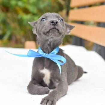 Mixed Breed Dogs Available for Adoption in Kailua-kona, Hawaii - Little Dipper | PetCurious
