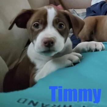 Terrier and Mixed Breed Dogs Available for Adoption - Timmy | PetCurious