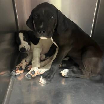 Alvin -  Mixed Breed Dog for Adoption in Corbin, Kentucky - Alvin | PetCurious