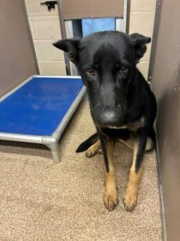 RAVEN -  Labrador Retriever Dog for Adoption in Albuquerque, New Mexico - RAVEN | PetCurious