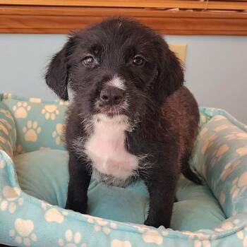 Jeffra -  Labrador Retriever and Poodle Dog for Adoption in Cincinnati, Ohio - Jeffra | PetCurious