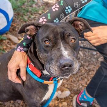 Anita -  Mixed Breed Dog for Adoption in Chamblee, Georgia - Anita | PetCurious