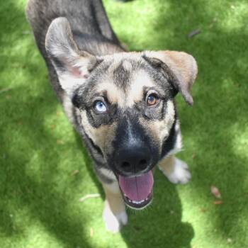 Darren -  Mixed Breed Dog for Adoption in St. Petersburg, Florida - Darren | PetCurious