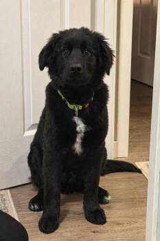 Shepherd and Black Labrador Retriever Dogs Available for Adoption - Jem/Kodiak | PetCurious