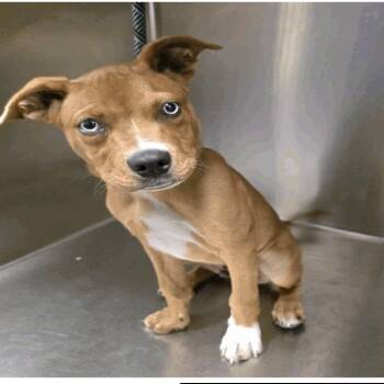 Rescue Boxer and American Staffordshire Terrier Dogs for Adoption in Long Beach, California - Tarantino | PetCurious