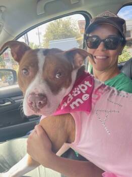 Pit Bull Terrier Dogs Available for Adoption - Loretta | PetCurious
