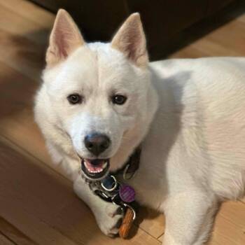 Lobo -  Chow Chow and Labrador Retriever Dog for Adoption in Cedarburg, Wisconsin - Lobo | PetCurious
