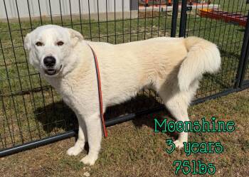 Shepherd Dogs Available for Adoption in Holbrook, New York - MOONSHINE | PetCurious