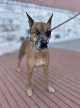 Rescue Mixed Breed Dogs for Adoption in Bryan, Texas - Mabeline | PetCurious