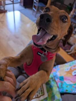 Kenny -  Hound and Beagle Dog for Adoption in Elk Grove, California - Kenny | PetCurious