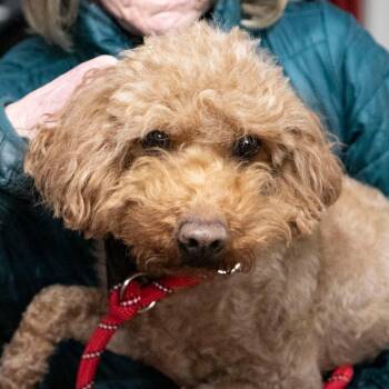 Poodle and Golden Retriever Dogs Available for Adoption - Ethel (F26-80) | PetCurious