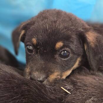 Bread Sticks -  Mixed Breed Dog for Adoption in Charleston, West Virginia - Bread Sticks | PetCurious