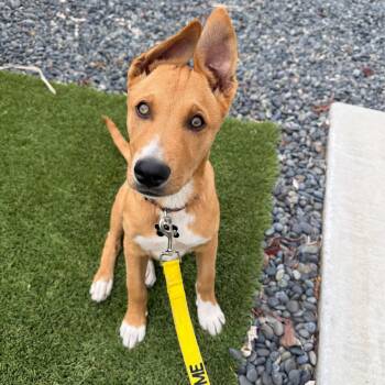 Legend -  Labrador Retriever and Husky Dog for Adoption in San Diego, California - Legend | PetCurious