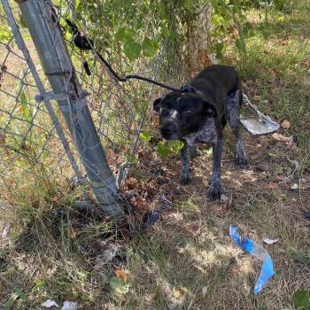 Bindi -  Australian Cattle Dog Blue Heeler Dog for Adoption in St. Louis, Missouri - Bindi | PetCurious