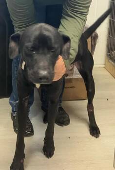 Rescue Black Labrador Retriever Dogs for Adoption in Mountain City, Tennessee - Buddy | PetCurious