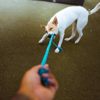 Tofu -  Labrador Retriever Dog for Adoption in San Diego, California - Tofu | PetCurious