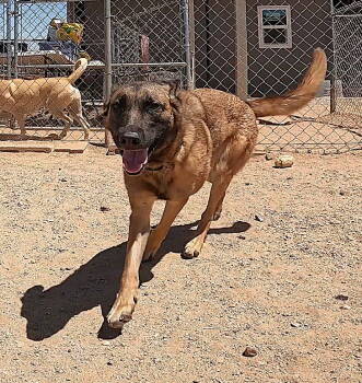 Rescue Belgian Shepherd Malinois Dogs for Adoption in Queen Creek, Arizona - Jinx | PetCurious