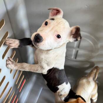 Pit Bull Terrier Dogs Available for Adoption in Birmingham, Alabama - Avril | PetCurious