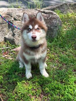Max -  Siberian Husky Dog for Adoption in North Haledon, New Jersey - Max | PetCurious