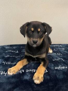Husky Dogs Available for Adoption in Osgood, Indiana - Ava | PetCurious