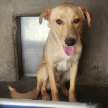 Bentley -  Labrador Retriever Dog for Adoption in Los Angeles, California - Bentley | PetCurious