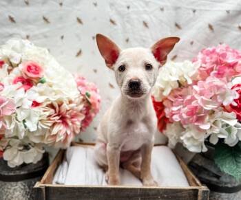 Australian Shepherd and Chihuahua Dogs Available for Adoption in Newberg, Oregon - Parton | PetCurious