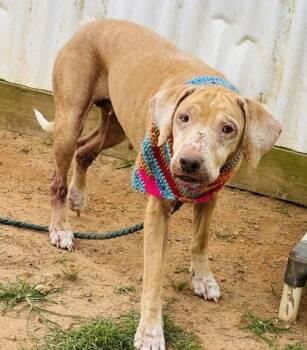 Ellie $85 -  Coonhound and Mixed Breed Dog for Adoption in Seneca, South Carolina - Ellie $85 | PetCurious