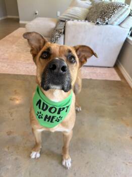 Golden Retriever and Shepherd Dogs Available for Adoption - Beau | PetCurious