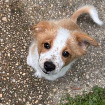 Corgi Dogs Available for Adoption in Columbia, Maryland - Polie | PetCurious